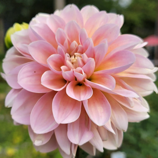 Dahlia "Gabbie's Wish"