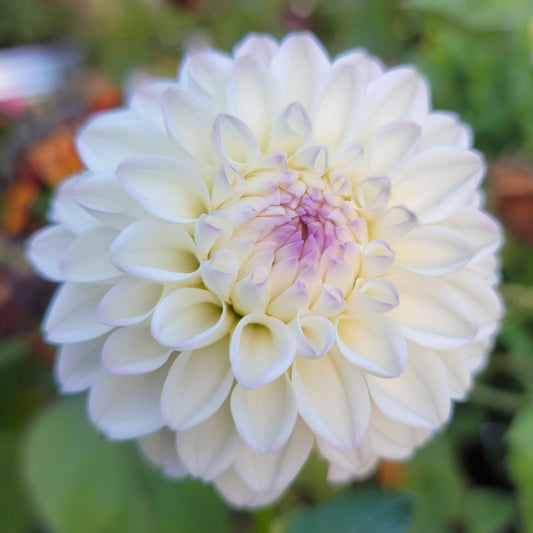 Dahlia "Gaylen Rose"