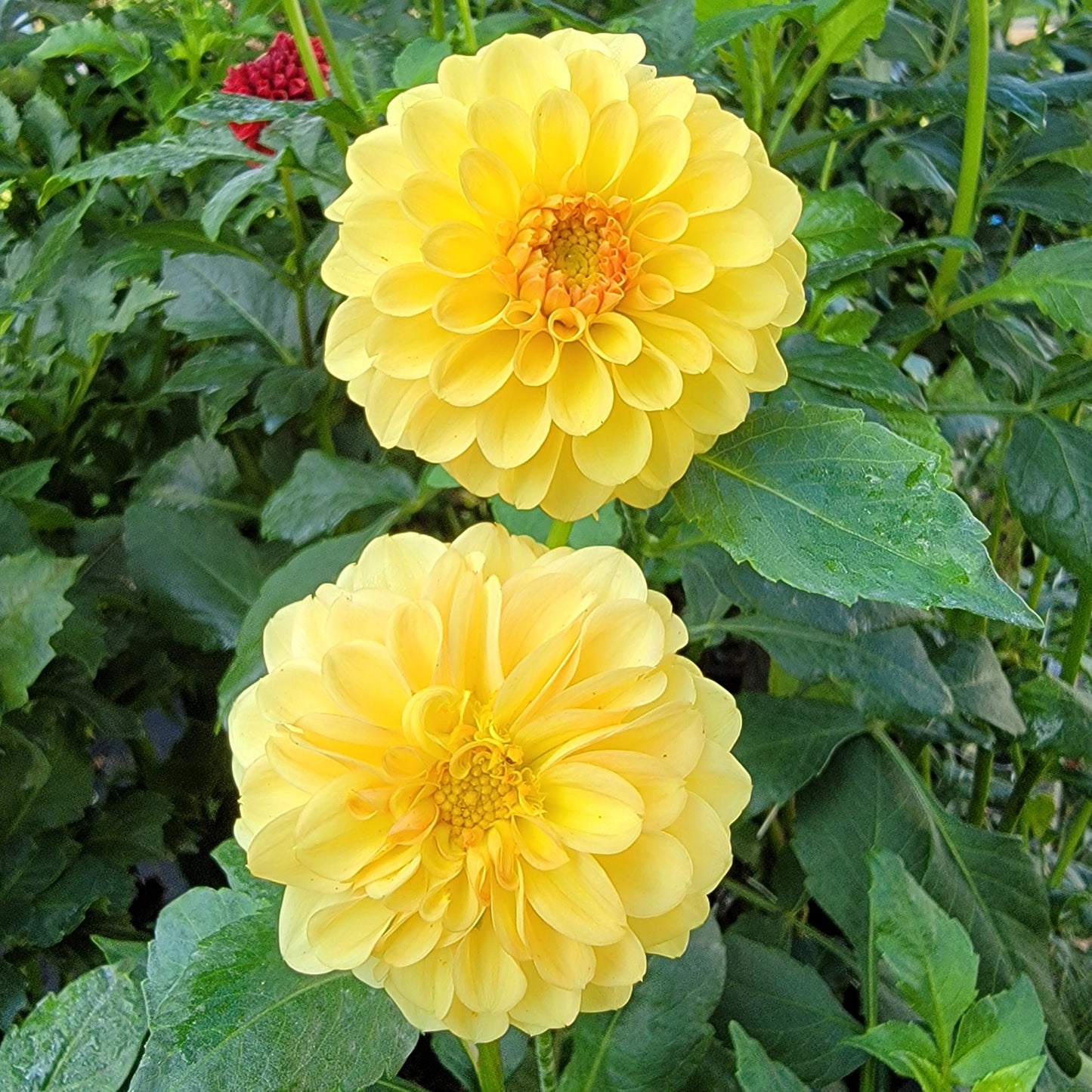Dahlia "Golden Scepter"