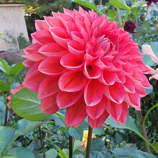 Dahlia "Intrigue"