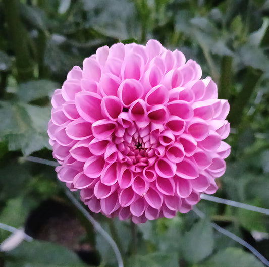 Dahlia "Isabel"