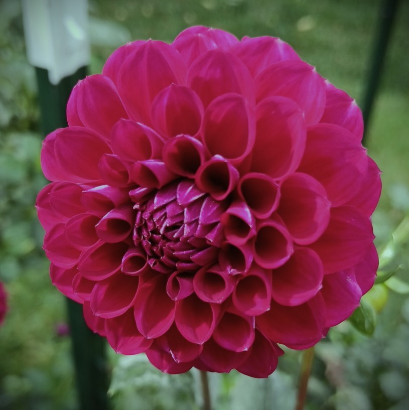 Dahlia "Ivanetti"