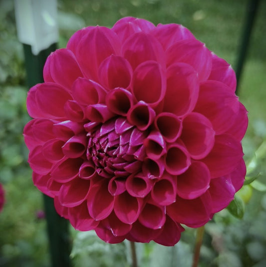 Dahlia "Ivanetti"