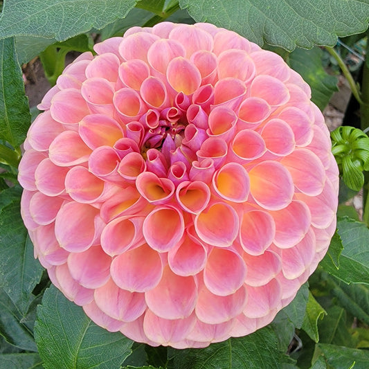 Dahlia "Jowey Winnie"