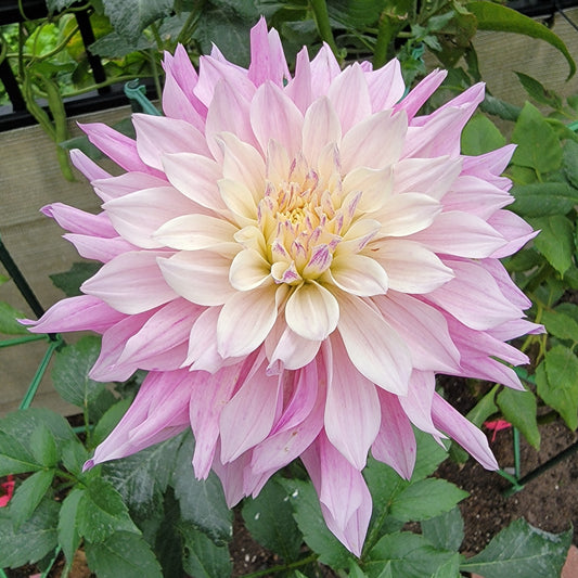 Dahlia "Labyrinth Two-Tone"