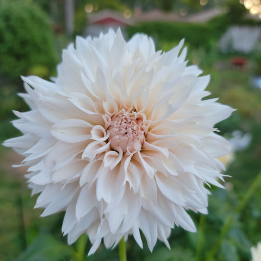 Dahlia "Lee's Starchild"
