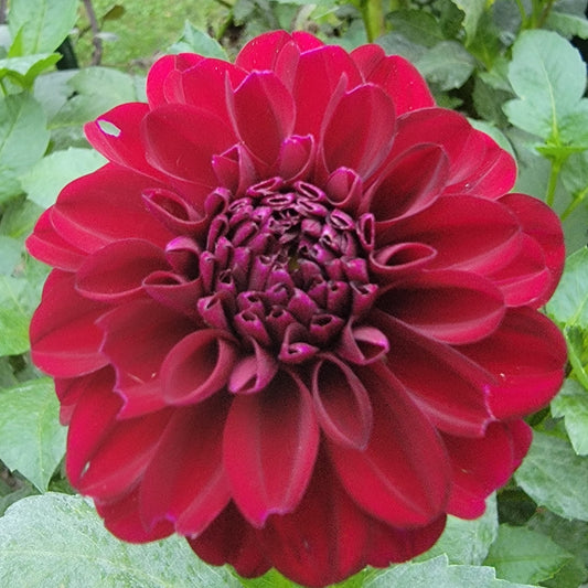 Dahlia "Lights Out"