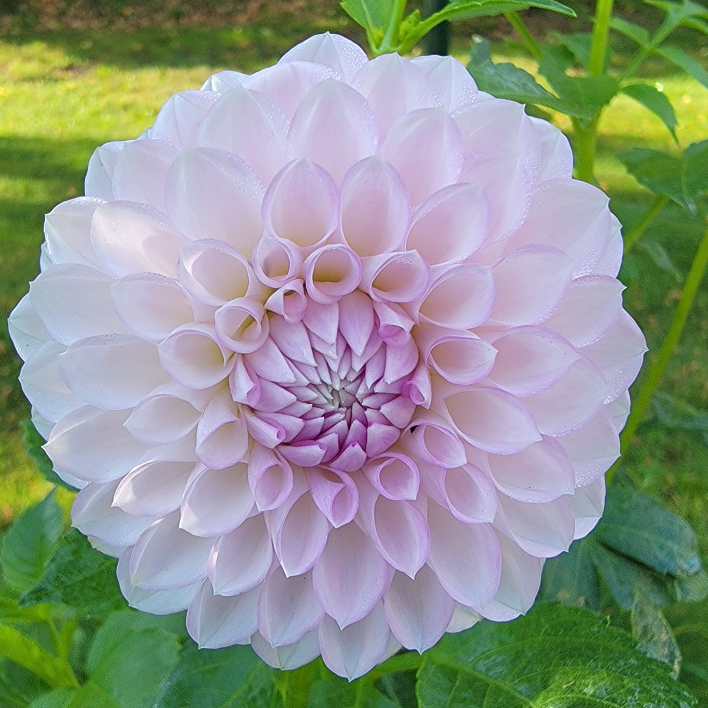 Dahlia "Megan Dean"