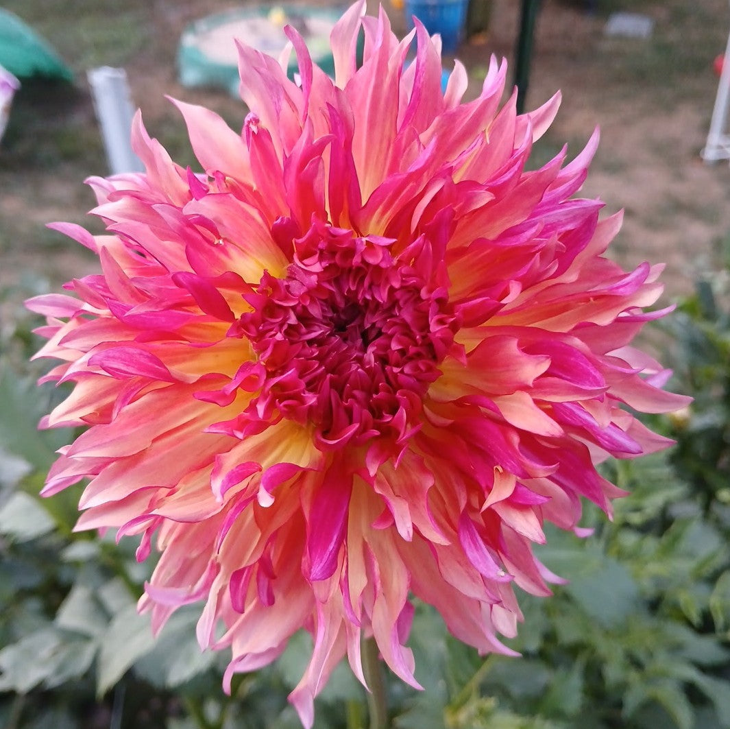 Dahlia "Myrtle's Folly"
