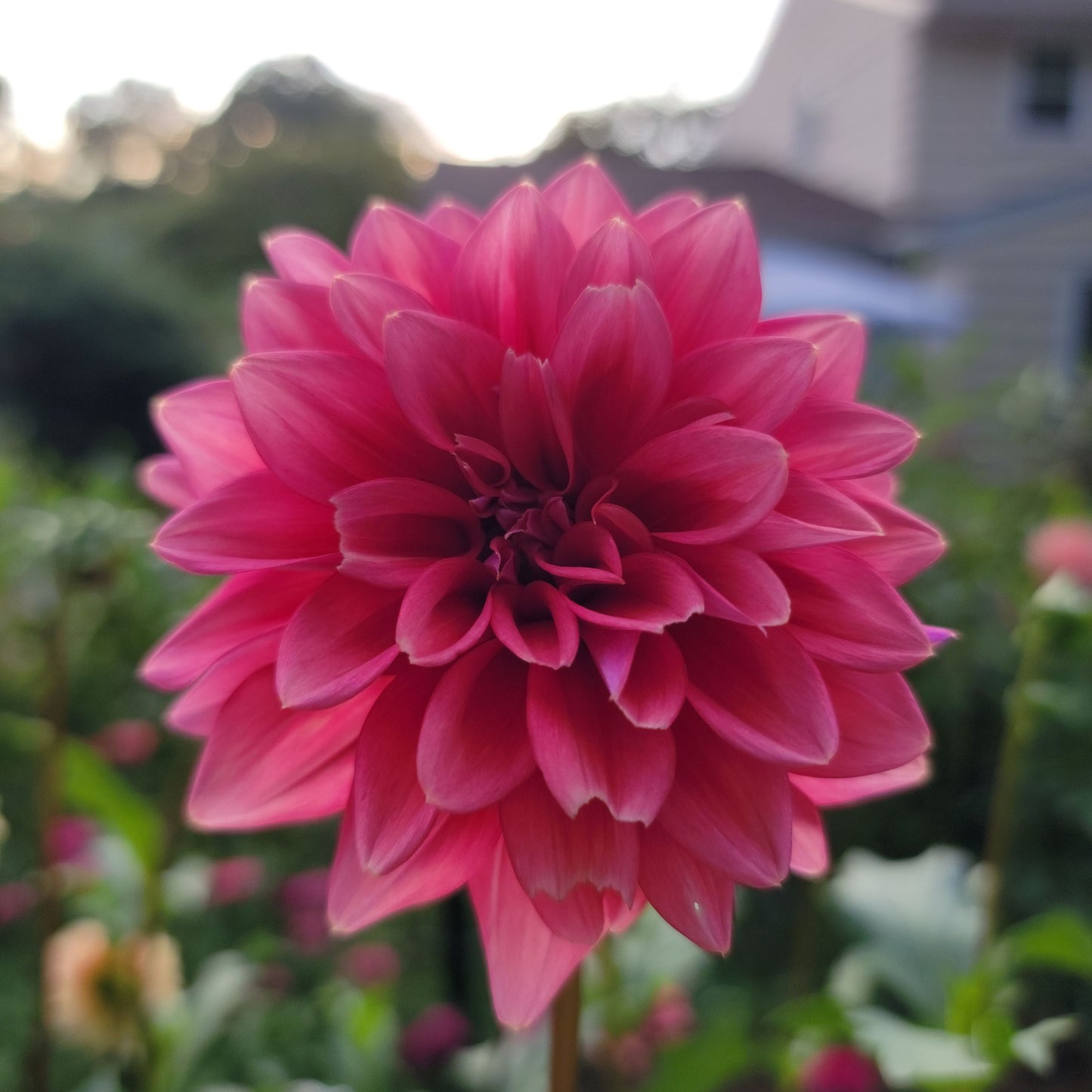 Dahlia "Mystique"