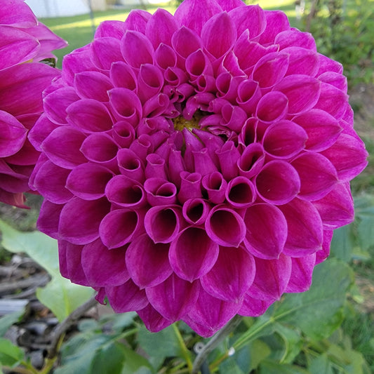 Dahlia "Nijinsky"