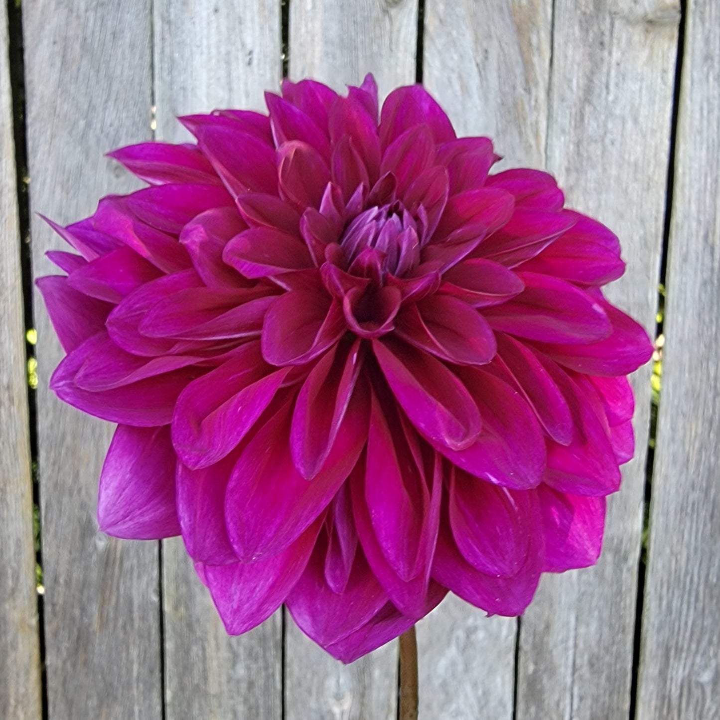Dahlia "Purplicious"