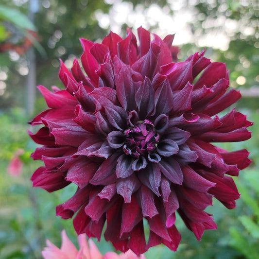 Dahlia "Rip City"