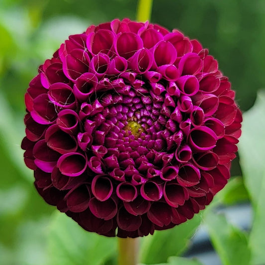 Dahlia "Rocco"