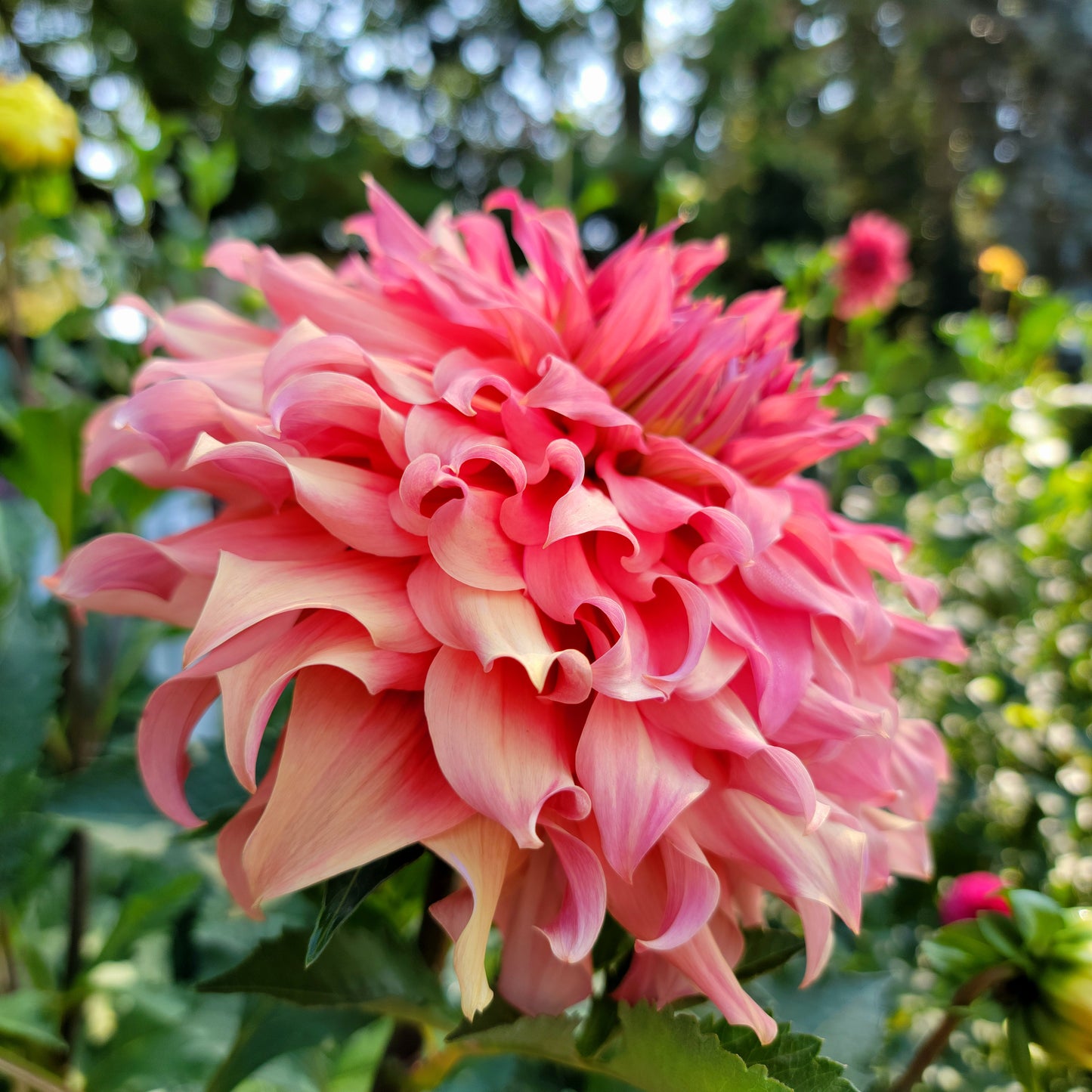 Dahlia "Sierra Glow"