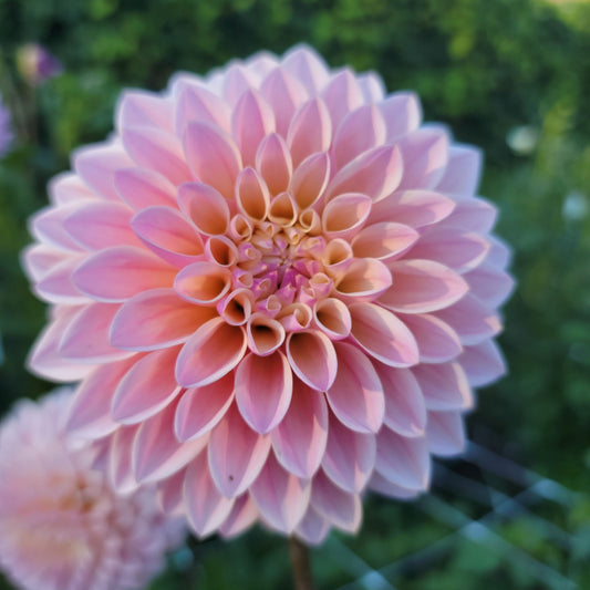 Dahlia "Skipley Spot of Gold"