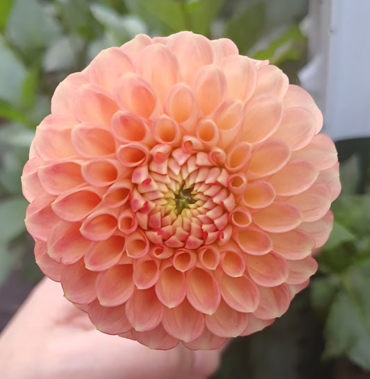 Dahlia "Snoho Doris"