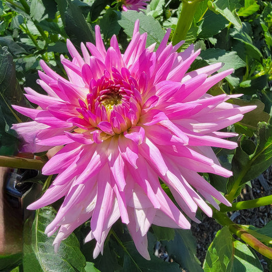 Dahlia "Sweet Dreams"