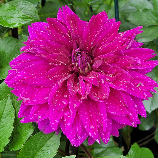Dahlia "Thomas A Edison"