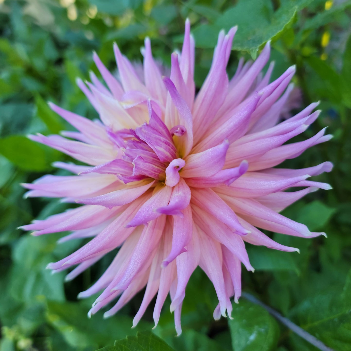 Dahlia "Wyn's Mauve Mist"
